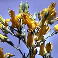 golden-ear-drops - kalifornische Essenz - MFCalifornica von FloraCura Miriana