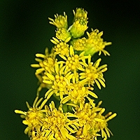 goldenrod - kalifornische Essenz - MFCalifornica von FloraCura Miriana