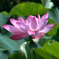 lotus - kalifornische Essenz - MFCalifornica von FloraCura Miriana