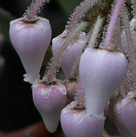 manzanita - kalifornische Essenz - MFCalifornica von FloraCura Miriana