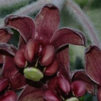 milkweed - kalifornische Essenz - MFCalifornica von FloraCura Miriana