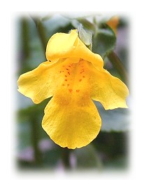 Bachblüte Mimulus 