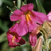 pink-monkeyflower - kalifornische Essenz - MFCalifornica von FloraCura Miriana