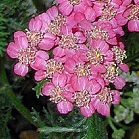 pink-yarrow - kalifornische Essenz - MFCalifornica von FloraCura Miriana