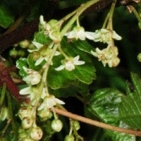 poison-oak - kalifornische Essenz - MFCalifornica von FloraCura Miriana