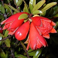 pomegranate - kalifornische Essenz - MFCalifornica von FloraCura Miriana