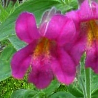 purple-monkeyflower - kalifornische Essenz - MFCalifornica von FloraCura Miriana