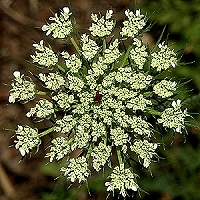 queen-annes-lace - kalifornische Essenz - MFCalifornica von FloraCura Miriana