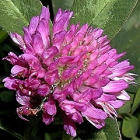 red-clover - kalifornische Essenz - MFCalifornica von FloraCura Miriana