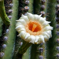 saguaro - kalifornische Essenz - MFCalifornica von FloraCura Miriana