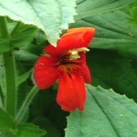 scarlet-monkeyflower - kalifornische Essenz - MFCalifornica von FloraCura Miriana