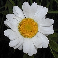 shasta-daisy - kalifornische Essenz - MFCalifornica von FloraCura Miriana
