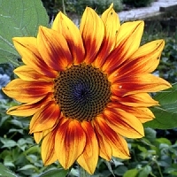 sunflower - kalifornische Essenz - MFCalifornica von FloraCura Miriana