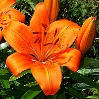 tiger-lily - kalifornische Essenz - MFCalifornica von FloraCura Miriana