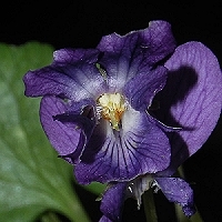 violet - kalifornische Essenz - MFCalifornica von FloraCura Miriana