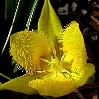 yellow-star-tulip - kalifornische Essenz - MFCalifornica von FloraCura Miriana